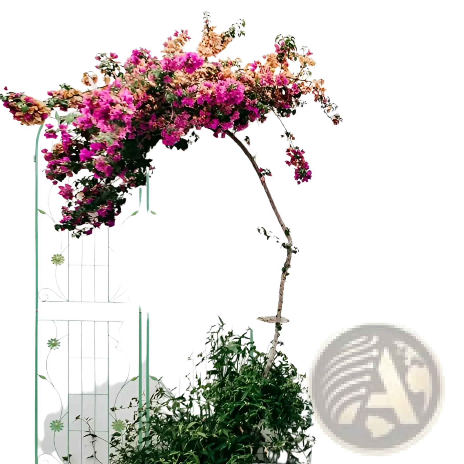 Metal garden trellis 4 pack features green wrought iron with floral patterns supporting vibrant pink and orange bougainvillea
