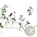 White wrought iron garden trellis with arched top and scrollwork adorned with climbing pink roses and green foliage