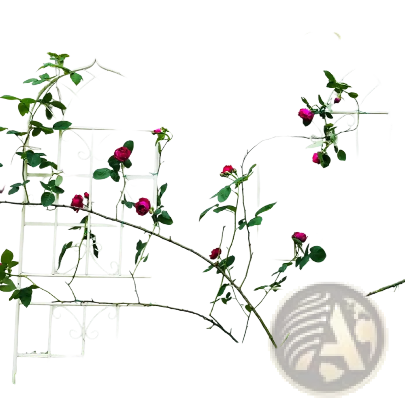 White wrought iron garden trellis with arched top and scrollwork adorned with climbing pink roses and green foliage