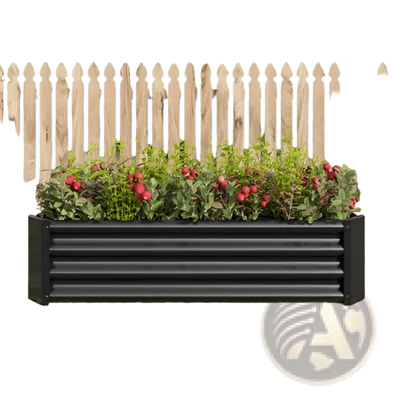 Black corrugated metal raised garden bed filled with green plants and red berries for outdoor planting use