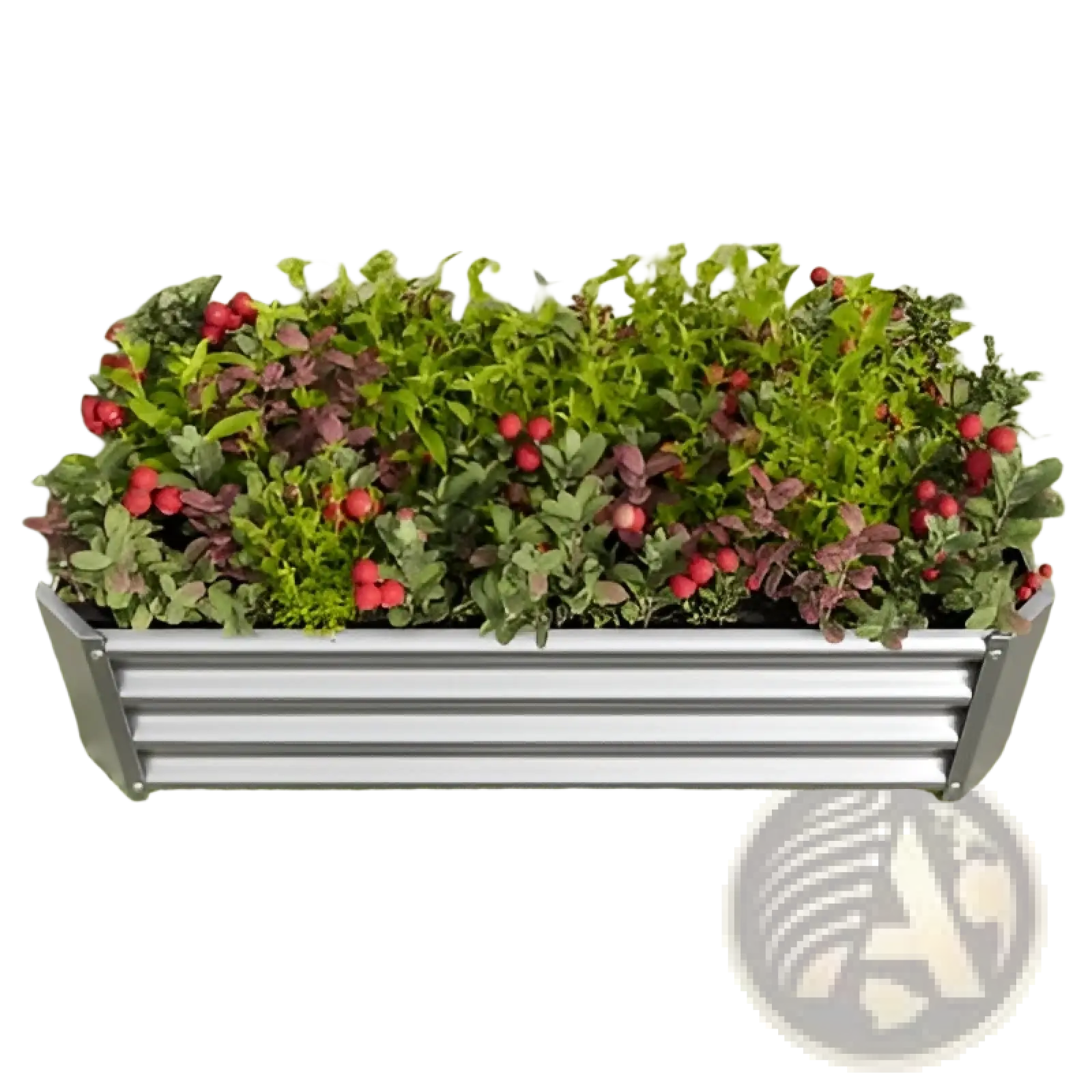 Rectangular galvanized steel metal raised garden bed 4x2x1ft silver filled with green and purple foliage with red berries