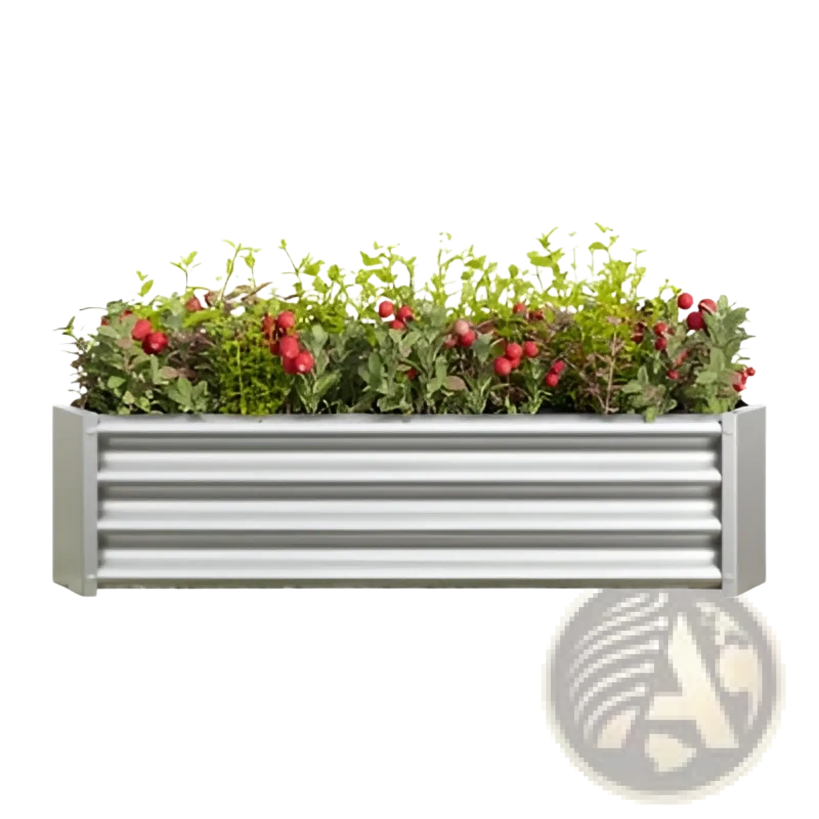 Silver corrugated metal raised garden bed planter 4x2x1ft galvanized filled with green foliage and red berries