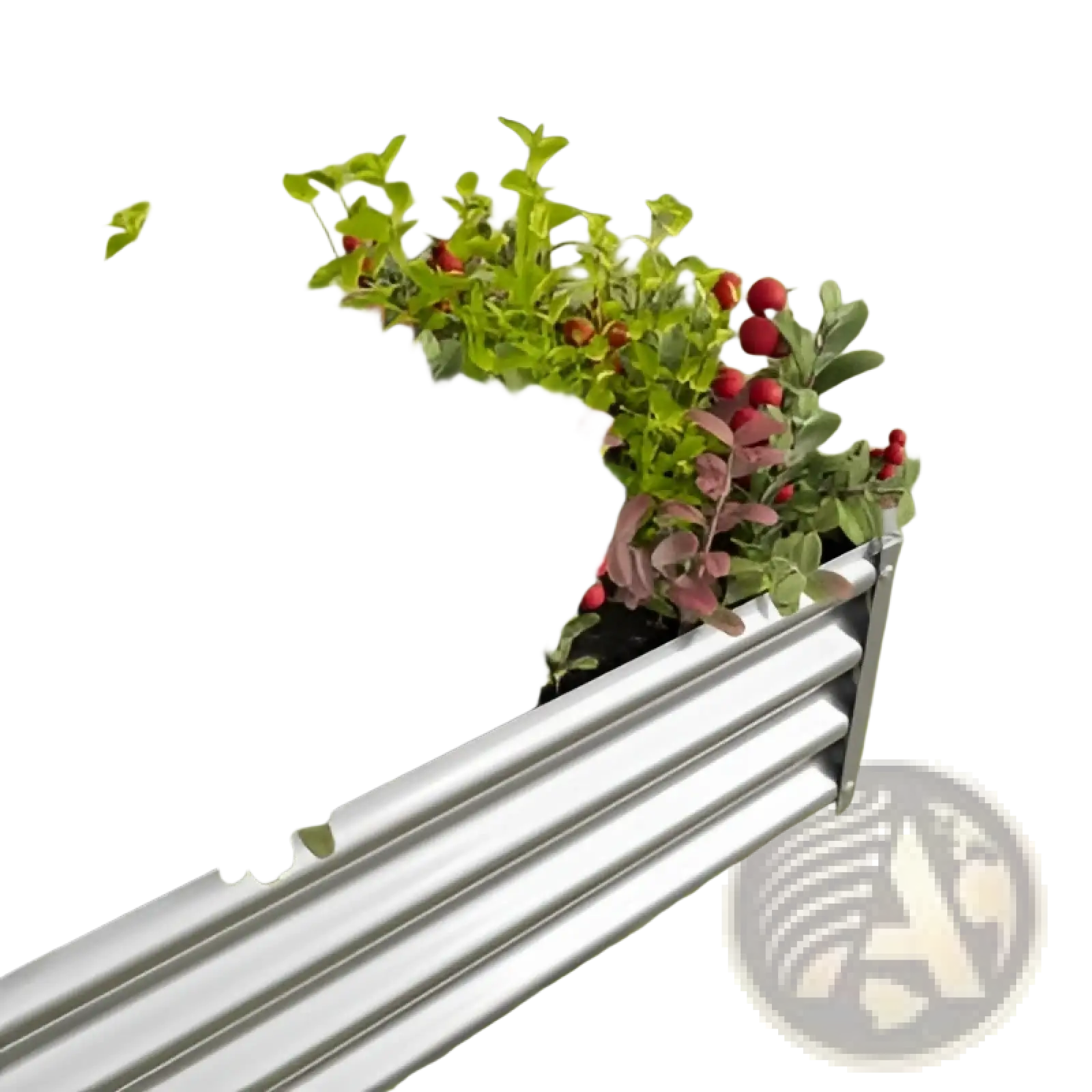 Silver galvanized metal raised garden bed 4x2x1ft filled with green and reddish foliage with red berries