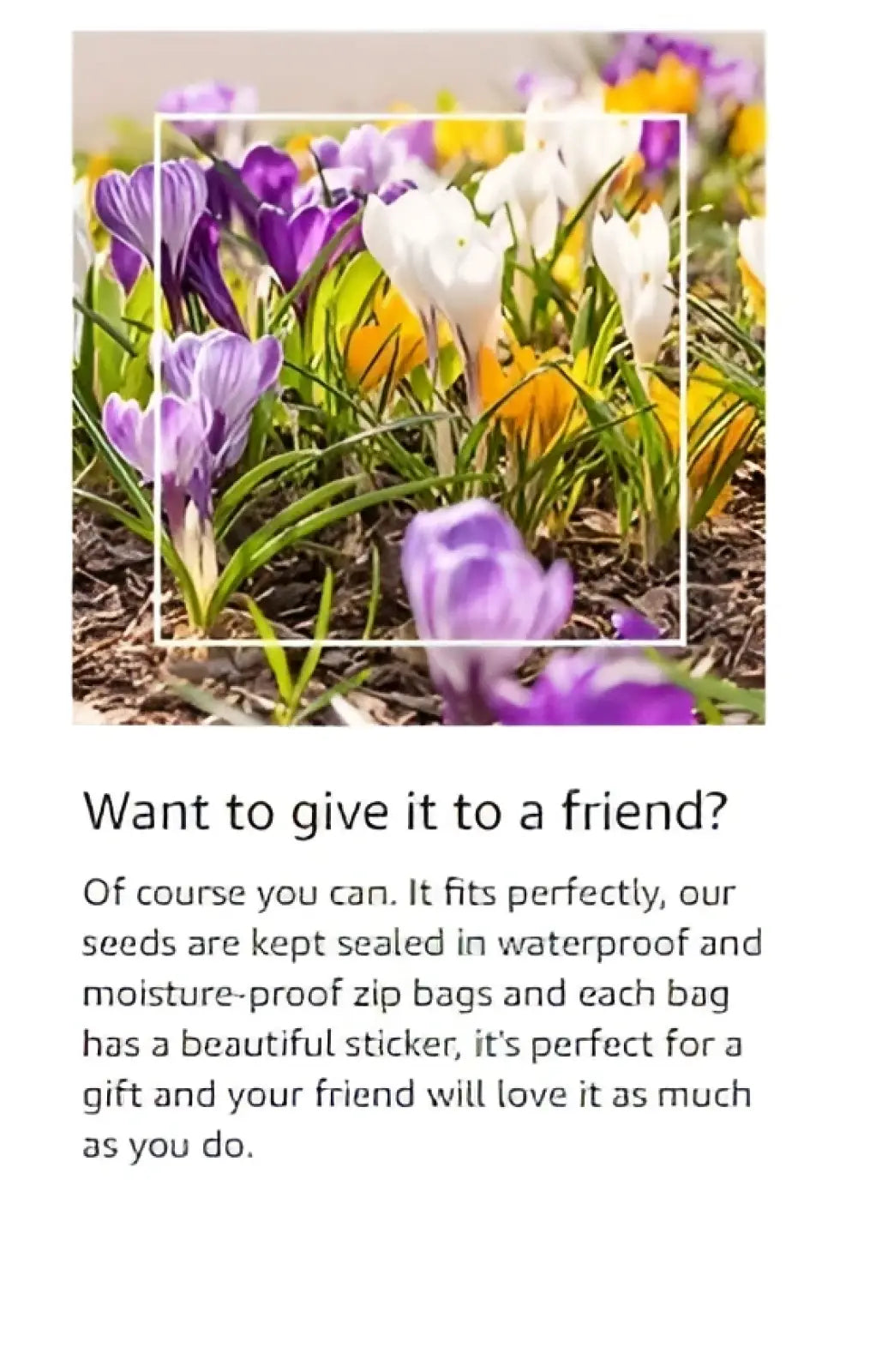 A vibrant bouquet of purple white and yellow crocuses blooming from mixed climbing flower seeds 1000 heirloom non gmo