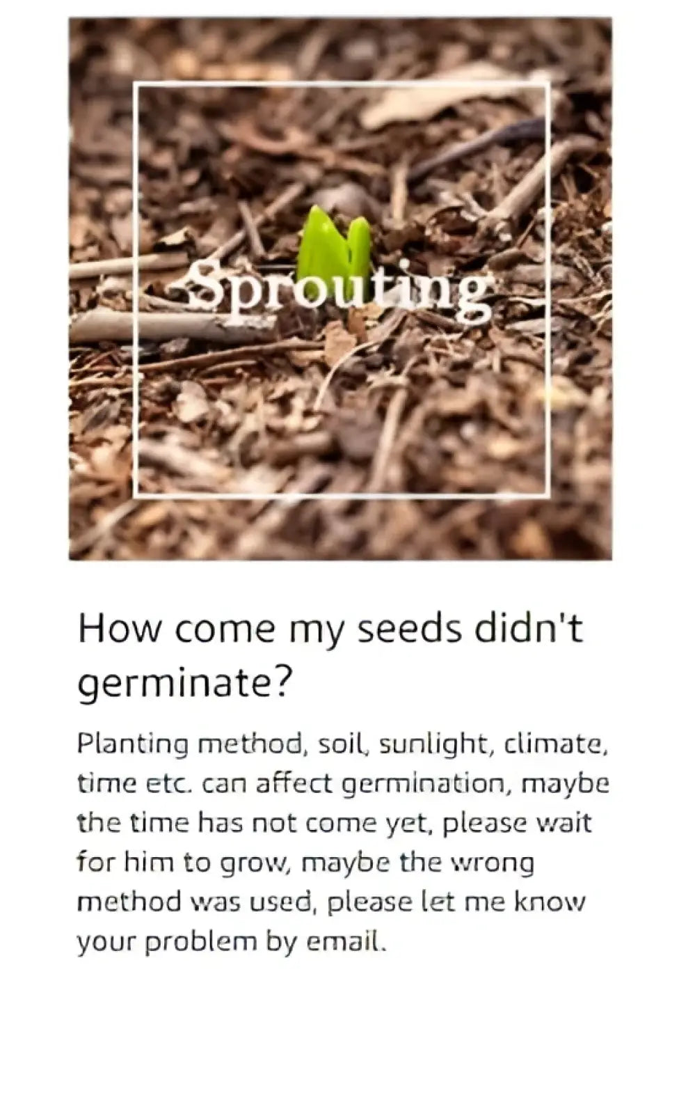 A vibrant green sprout emerging from dark soil representing mixed climbing flower seeds 1000 heirloom non gmo