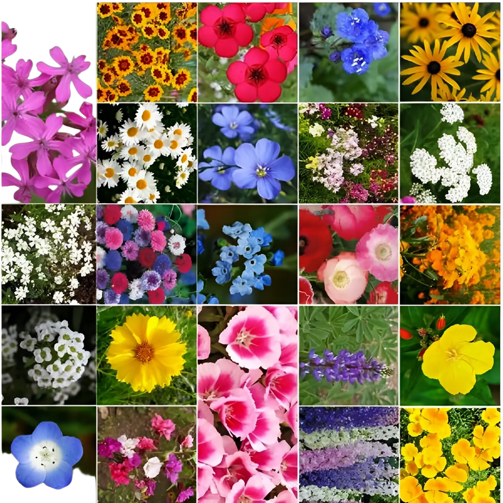 A vibrant collage of pink phlox yellow black-eyed susans blue delphiniums and white daisies for mixed climbing flower seeds