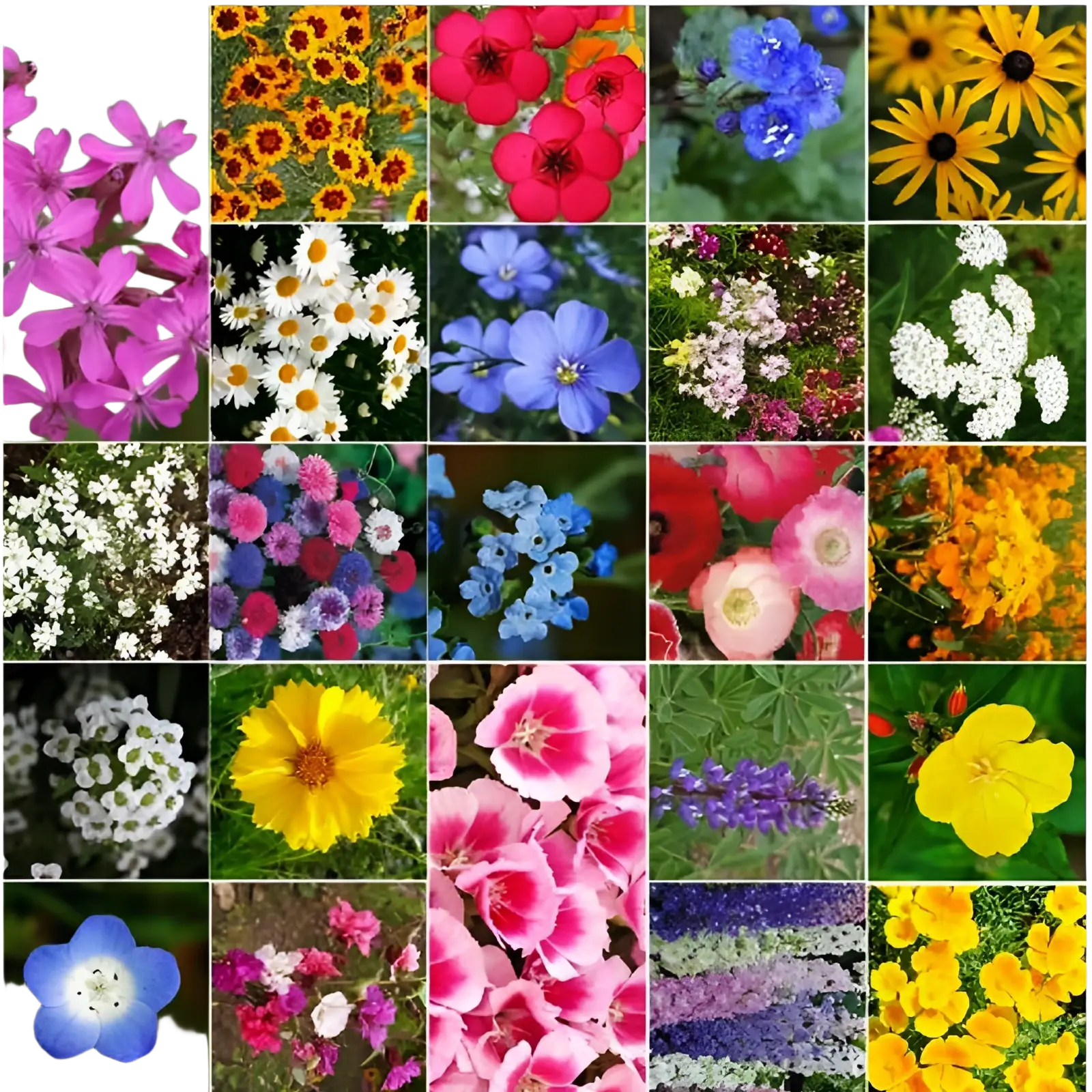 A vibrant collage of pink phlox yellow black-eyed susans blue delphiniums and white daisies for mixed climbing flower seeds
