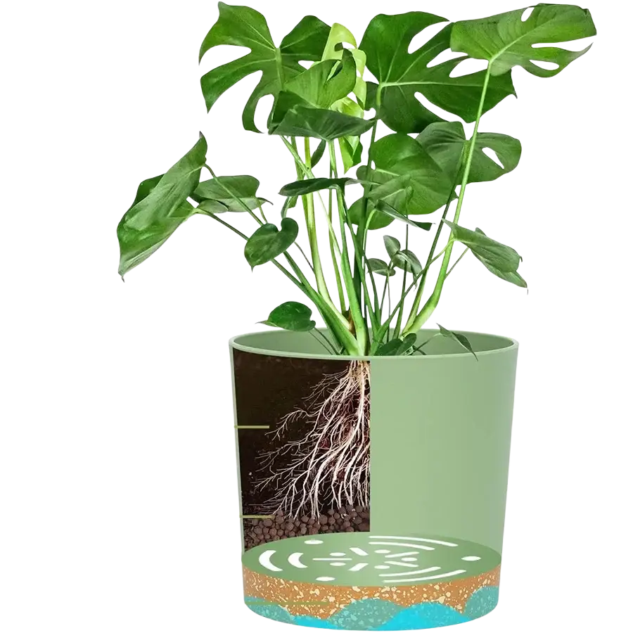 A vibrant green monstera in a modern plastic plant pot 2 pack with drainage holes and cross-section soil view