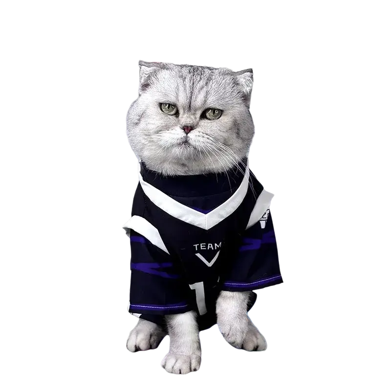 A fluffy silver tabby cat wearing a navy blue and white nagi seishiro pet cosplay costume jumpsuit with number 1