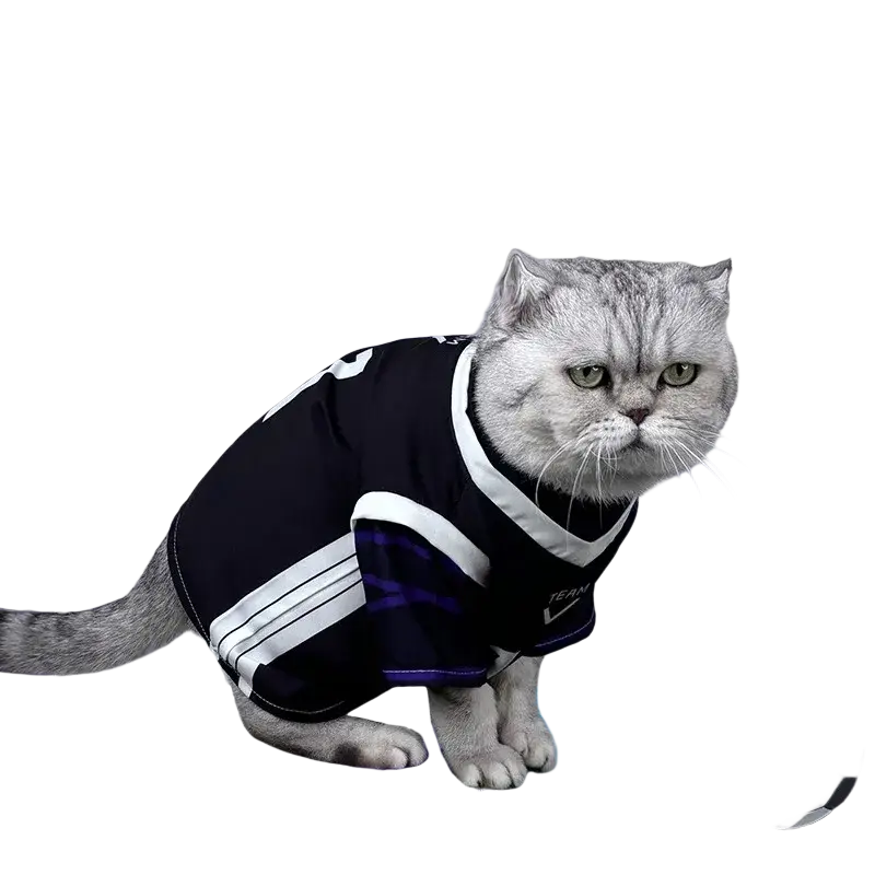A gray british shorthair cat wearing a nagi seishiro pet cosplay costume jumpsuit in black white and blue stripes