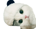 A fluffy white cat wearing a panda pet hat with black ears and green eyes resting its head on a surface