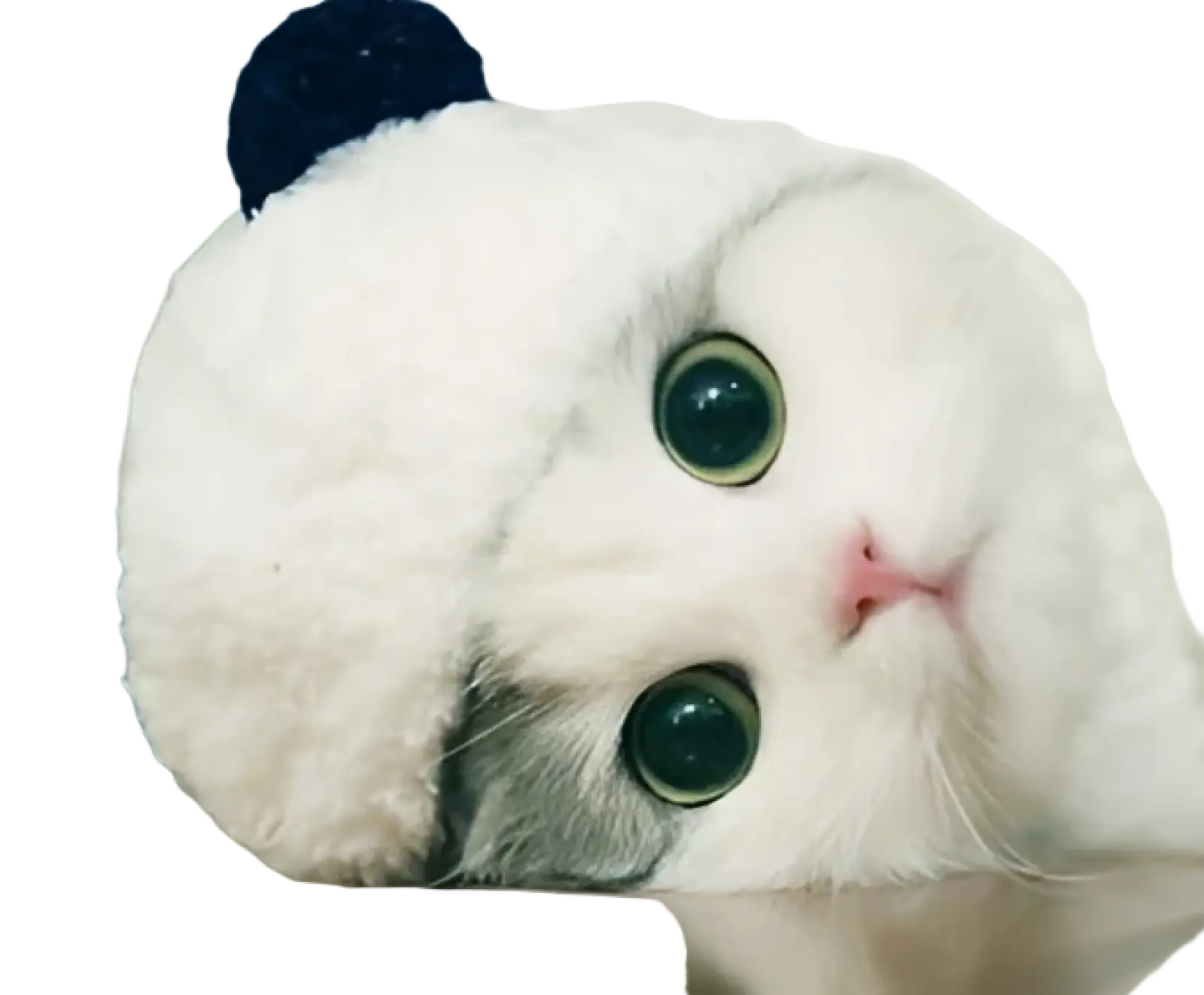 A fluffy white cat wearing a panda pet hat with black ears and green eyes resting its head on a surface