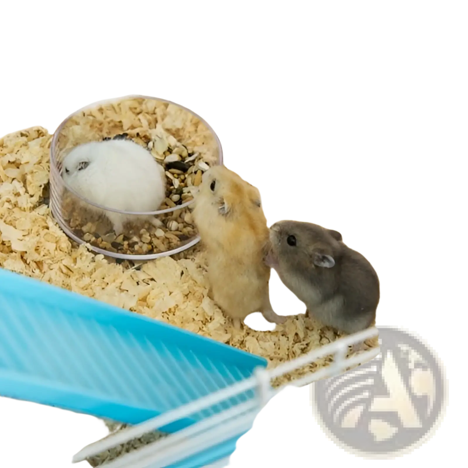 Three hamsters gathered around a plastic food bowl inside a pawhut 5 tier wooden hamster cage with tunnels