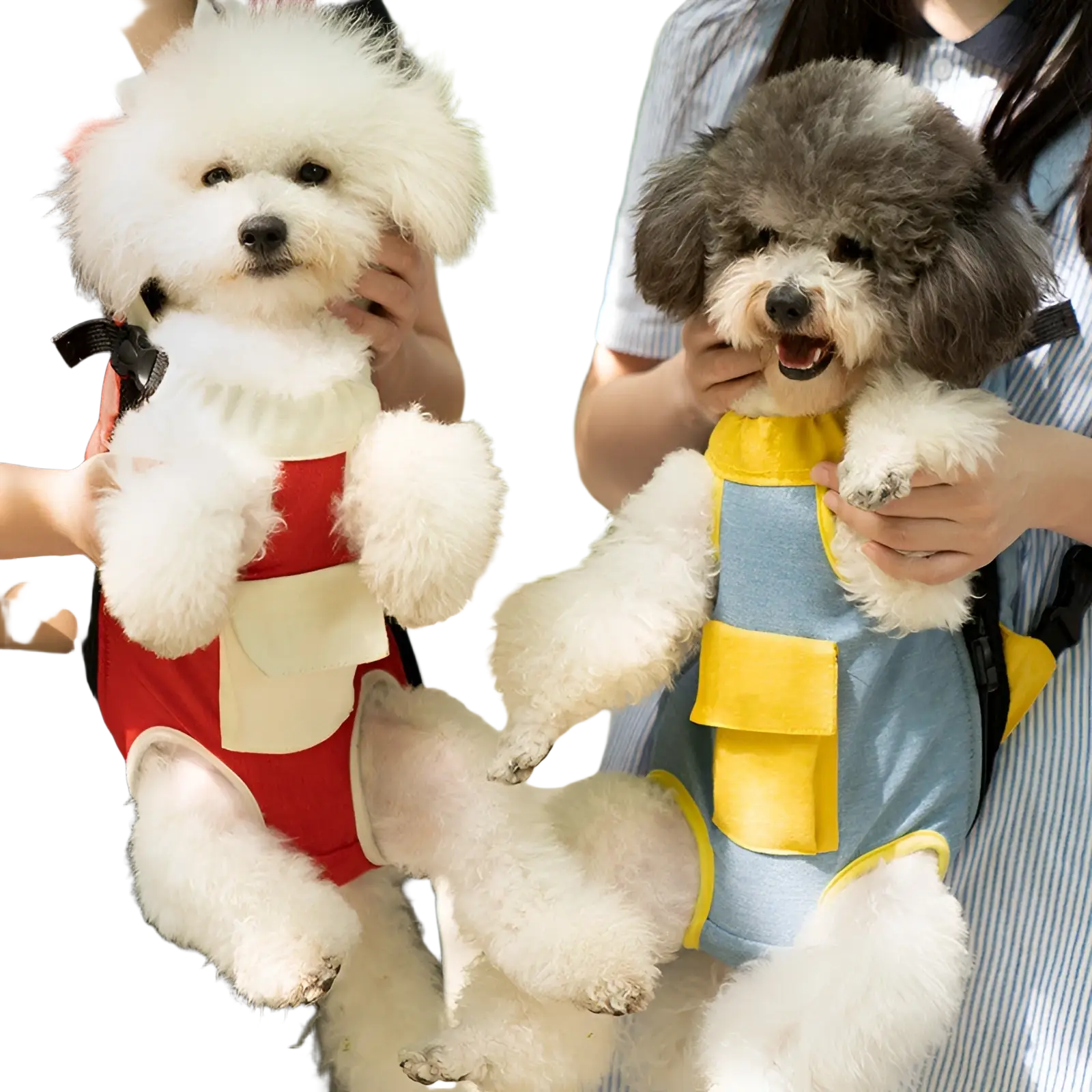 Two fluffy poodles in a pet carrier backpack dog front pack denim vest in red cream and blue yellow colors