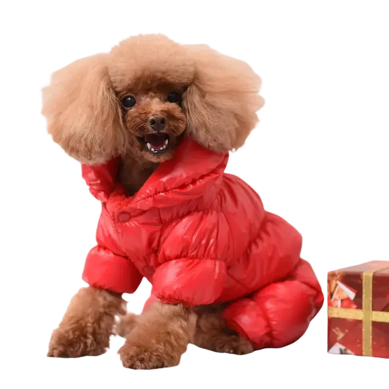 A fluffy brown poodle wearing bright red quilted down pet clothing puppy windproof winter coat with hood and buttons