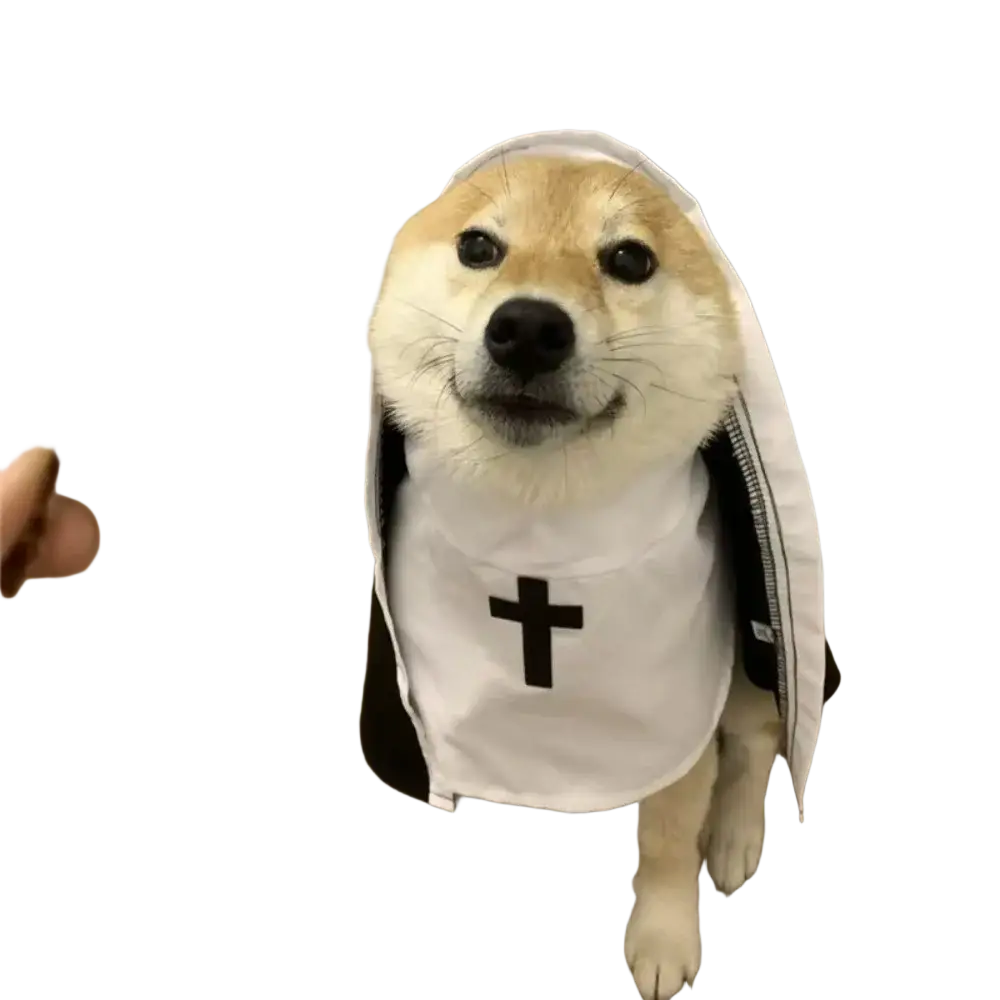 A fluffy tan and white shiba inu wearing a black and white pet dog cat nun costume made of polyester fibre