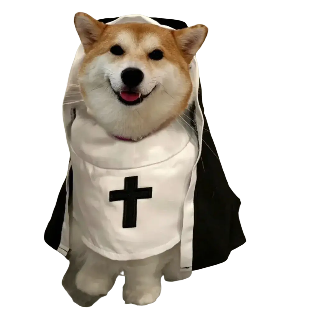 A fluffy shiba inu wearing a white and black pet dog cat nun costume made of polyester fibre with a black cross