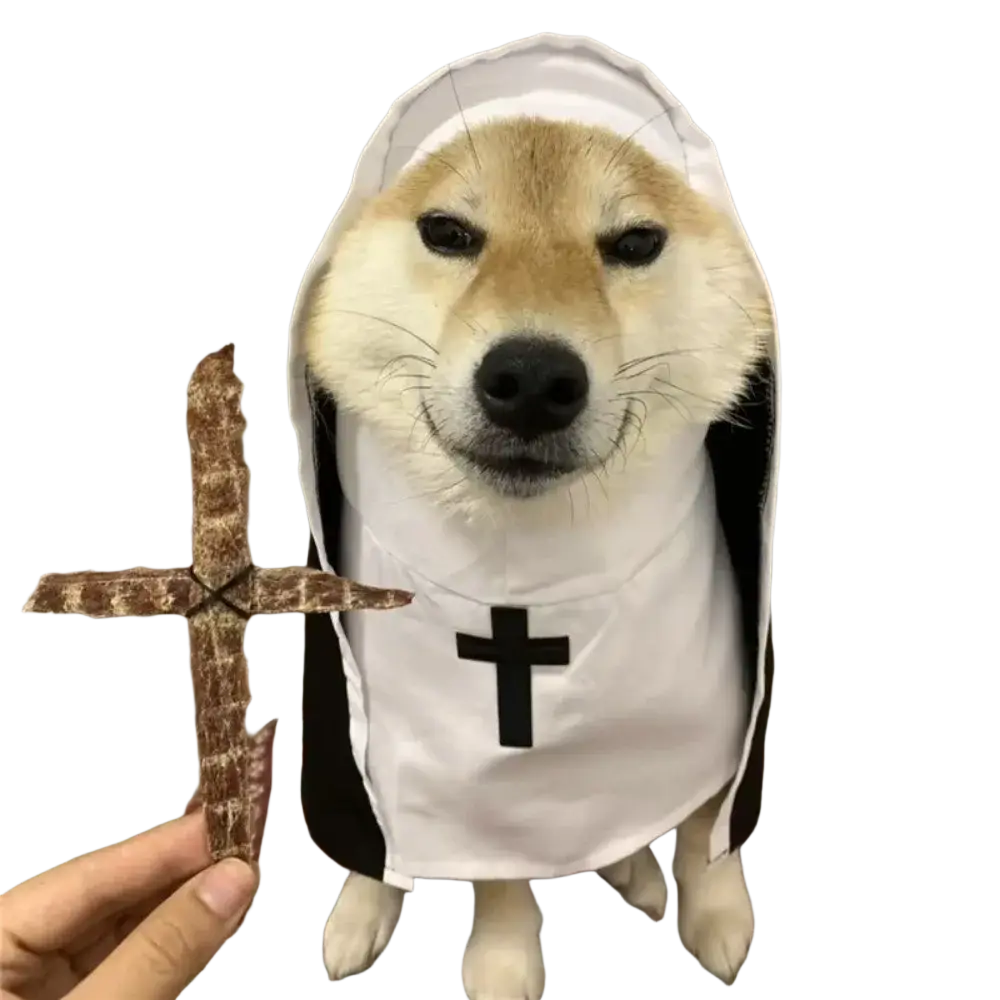 A fluffy tan and white shiba inu wearing a white polyester fibre pet dog cat nun costume holding a cross-shaped jerky treat
