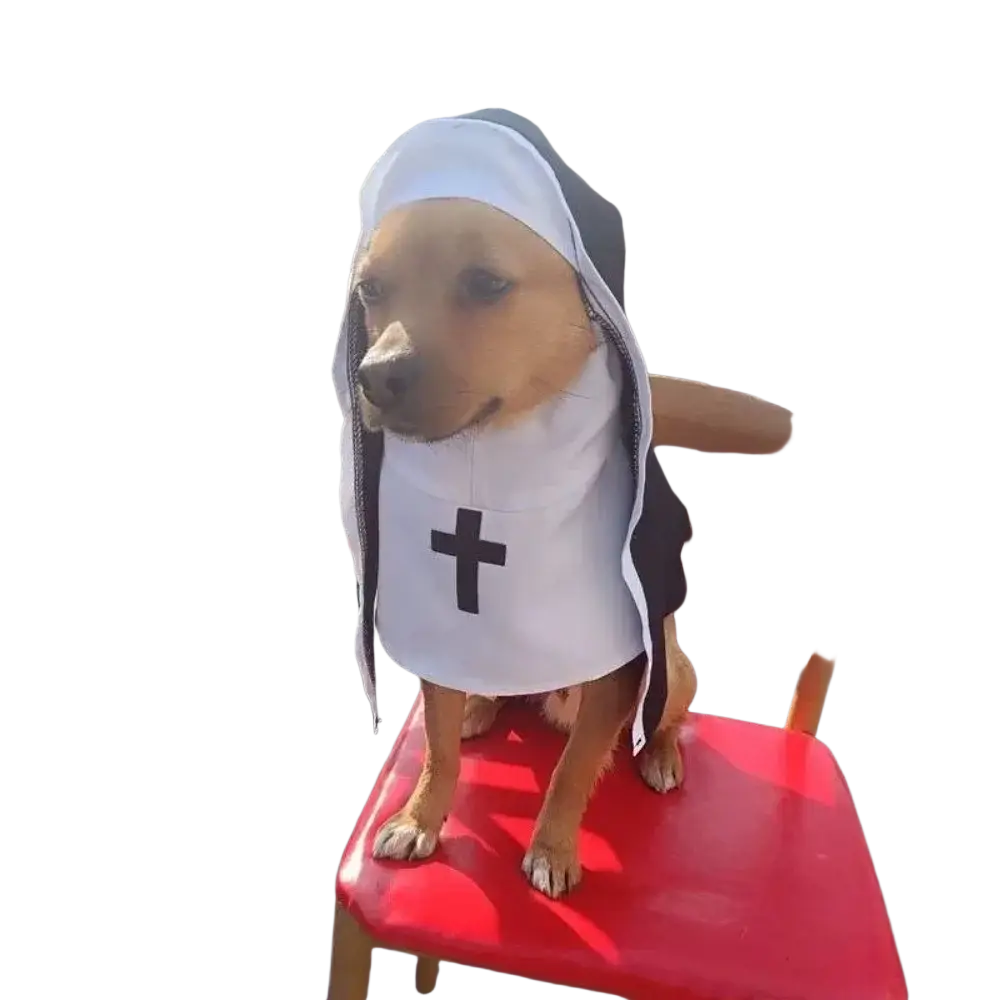 A tan pet dog wearing a white and black polyester fibre nun costume with a cross emblem on the front