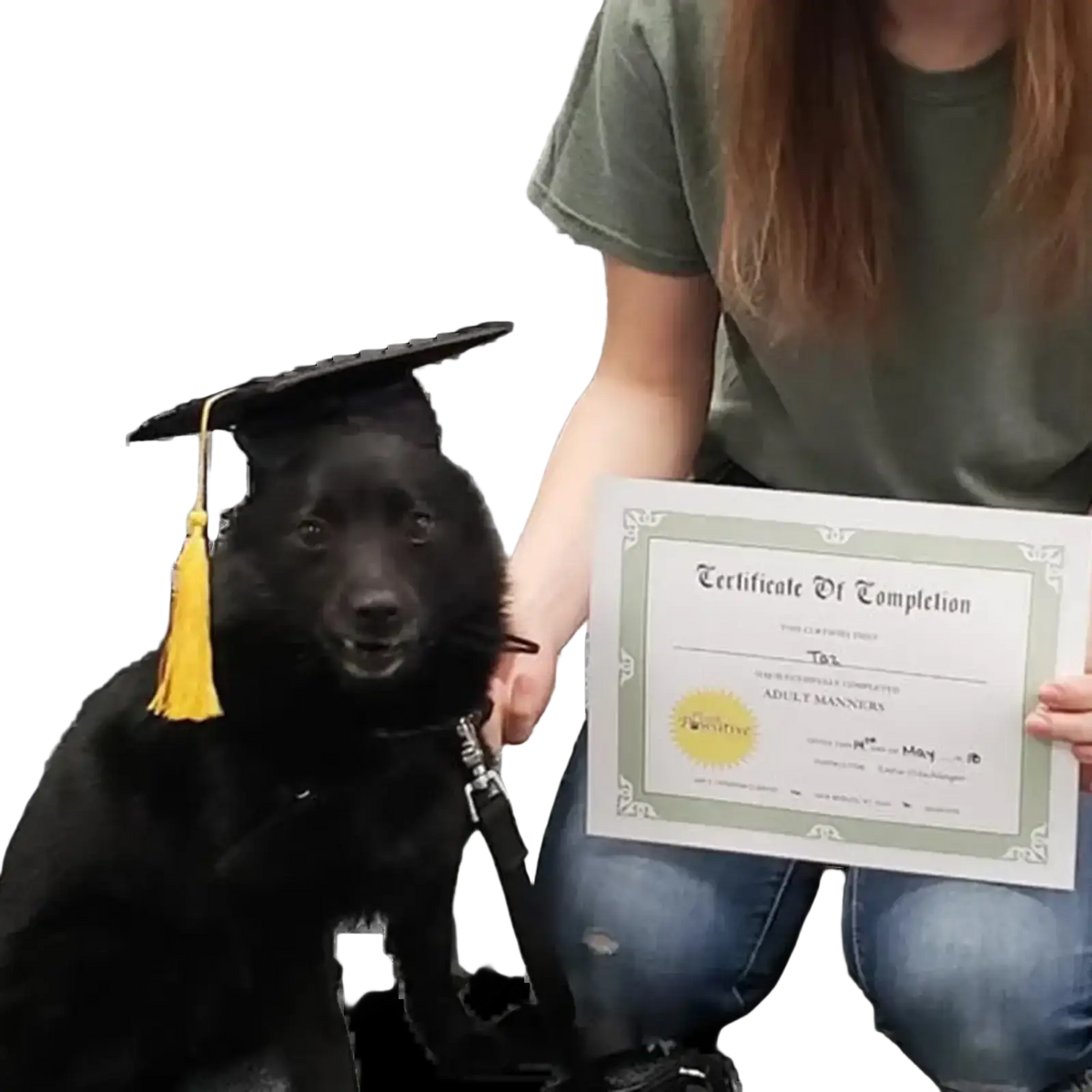 Black dog wearing an adjustable pet graduation cap with a yellow tassel for pet graduation ceremonies