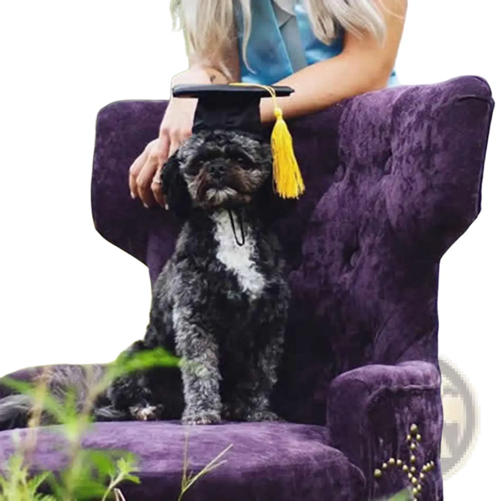 Black and white curly-haired dog wearing an adjustable yellow tassel pet graduation cap for puppies and kittens