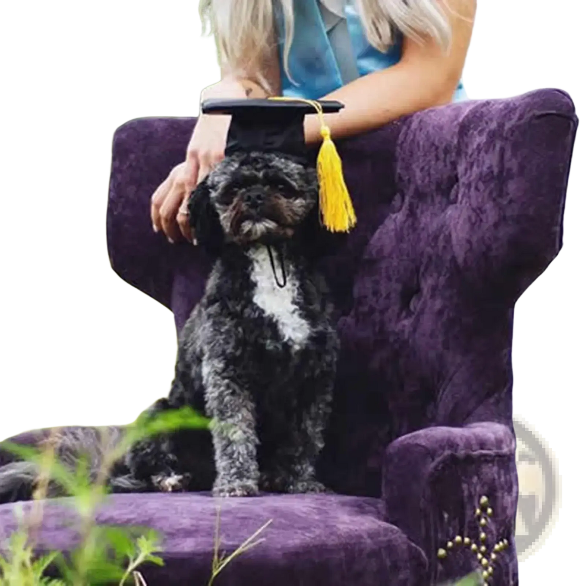Black and white curly-haired dog wearing an adjustable yellow tassel pet graduation cap for puppies and kittens