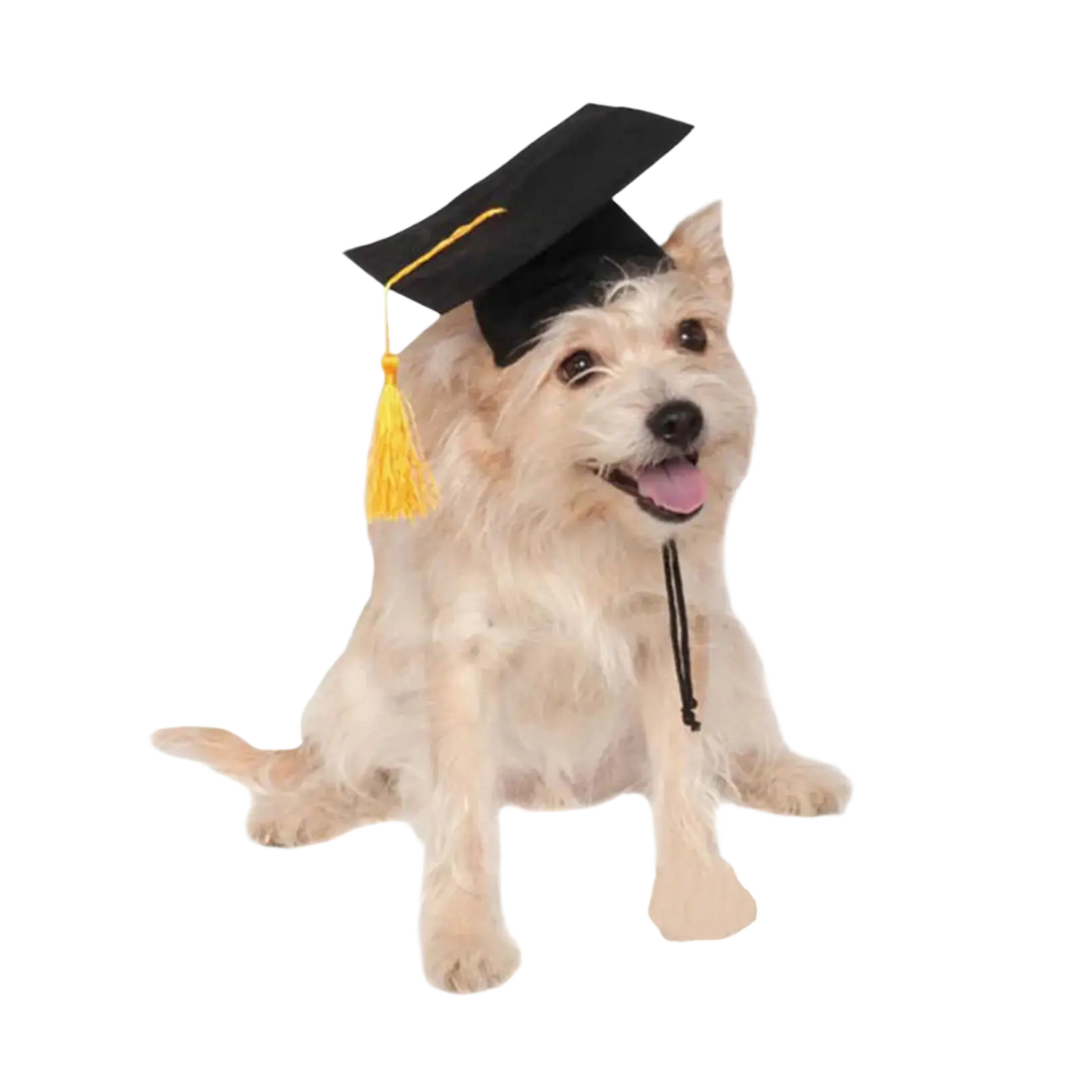Black adjustable pet graduation hat with yellow tassel worn by a dog for dog and cat costume use