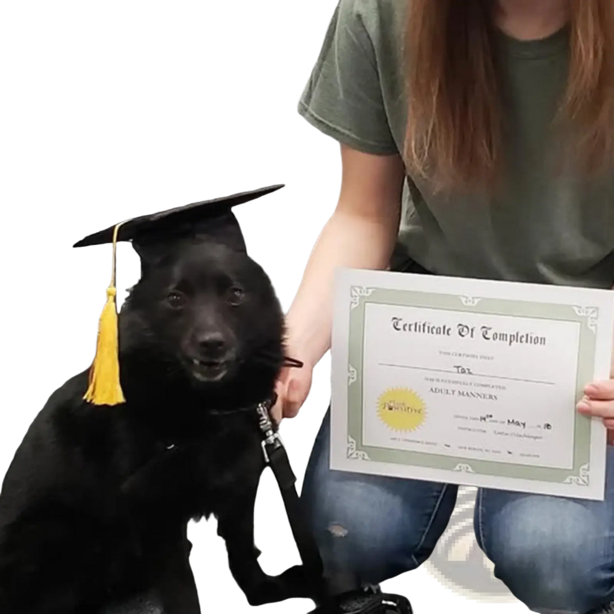 Black dog wearing a pet graduation hat adjustable dog and cat costume cap with yellow tassel