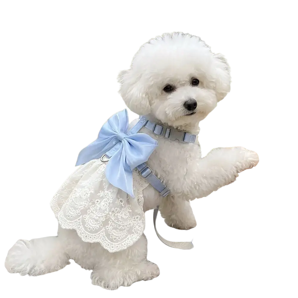 A fluffy white bichon frise puppy wearing a breathable lace pet harness with a light blue satin bow and matching leash set