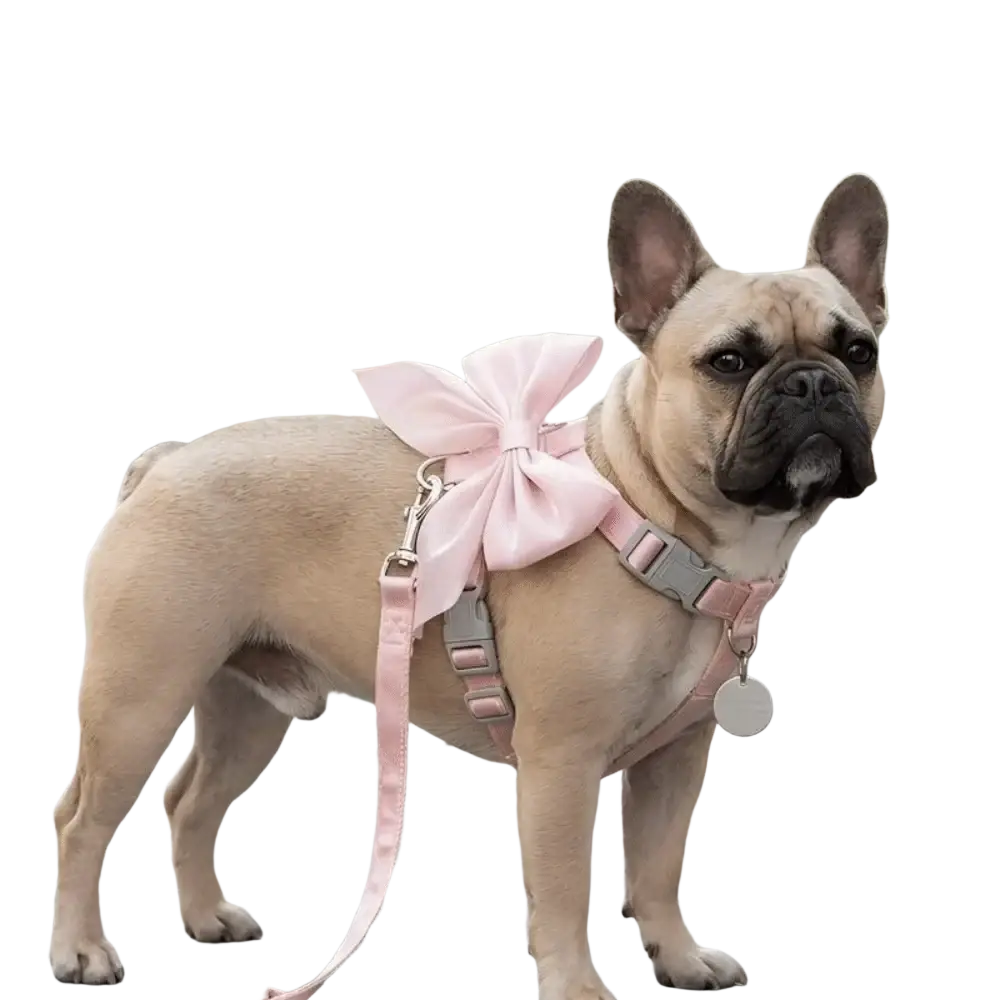 A light-colored french bulldog wearing a breathable pet harness with adjustable straps and a pink satin bow accessory
