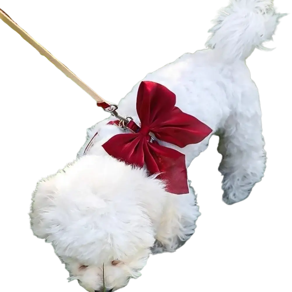 A plush white dog wearing a breathable pet harness with a vibrant red velvet bow and matching leash set