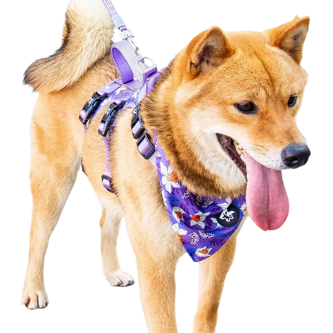 Purple floral-patterned pet harness set with adjustable neck circumference collar and matching pet leash attachment
