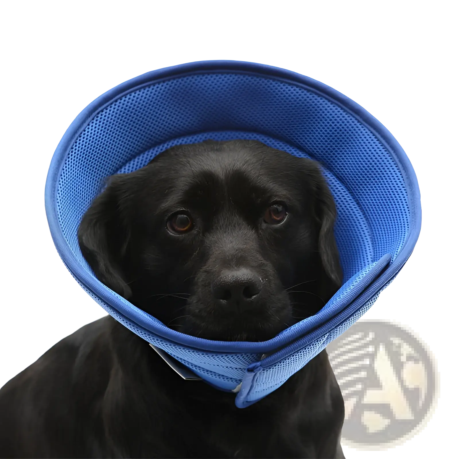 Blue mesh pet recovery collar anti bite cone made of breathable material for post-surgery protection
