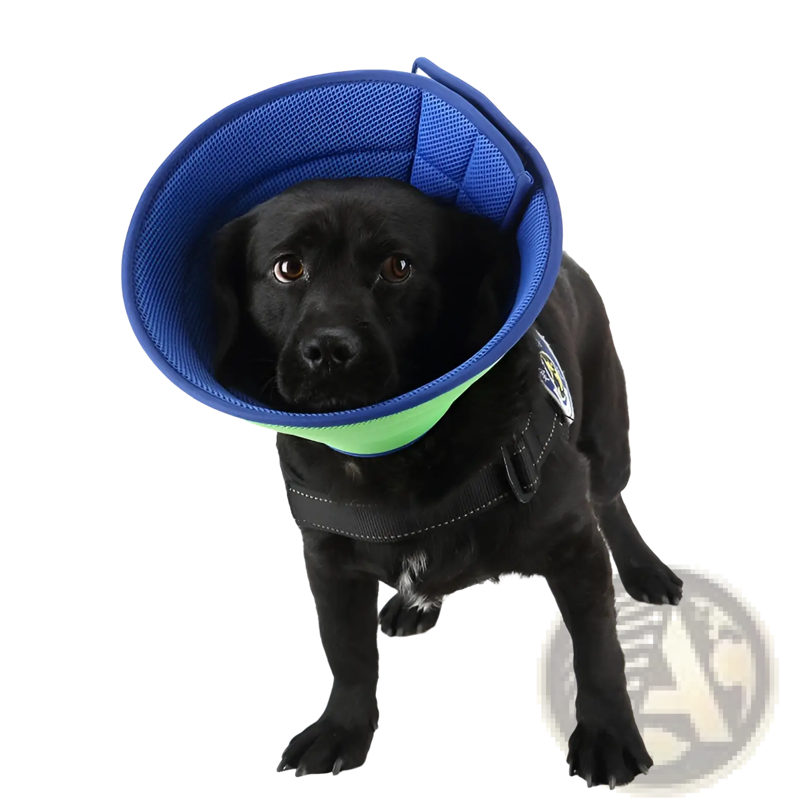 Blue and green mesh pet recovery collar with adjustable strap anti bite cone elizabethan circle for dogs