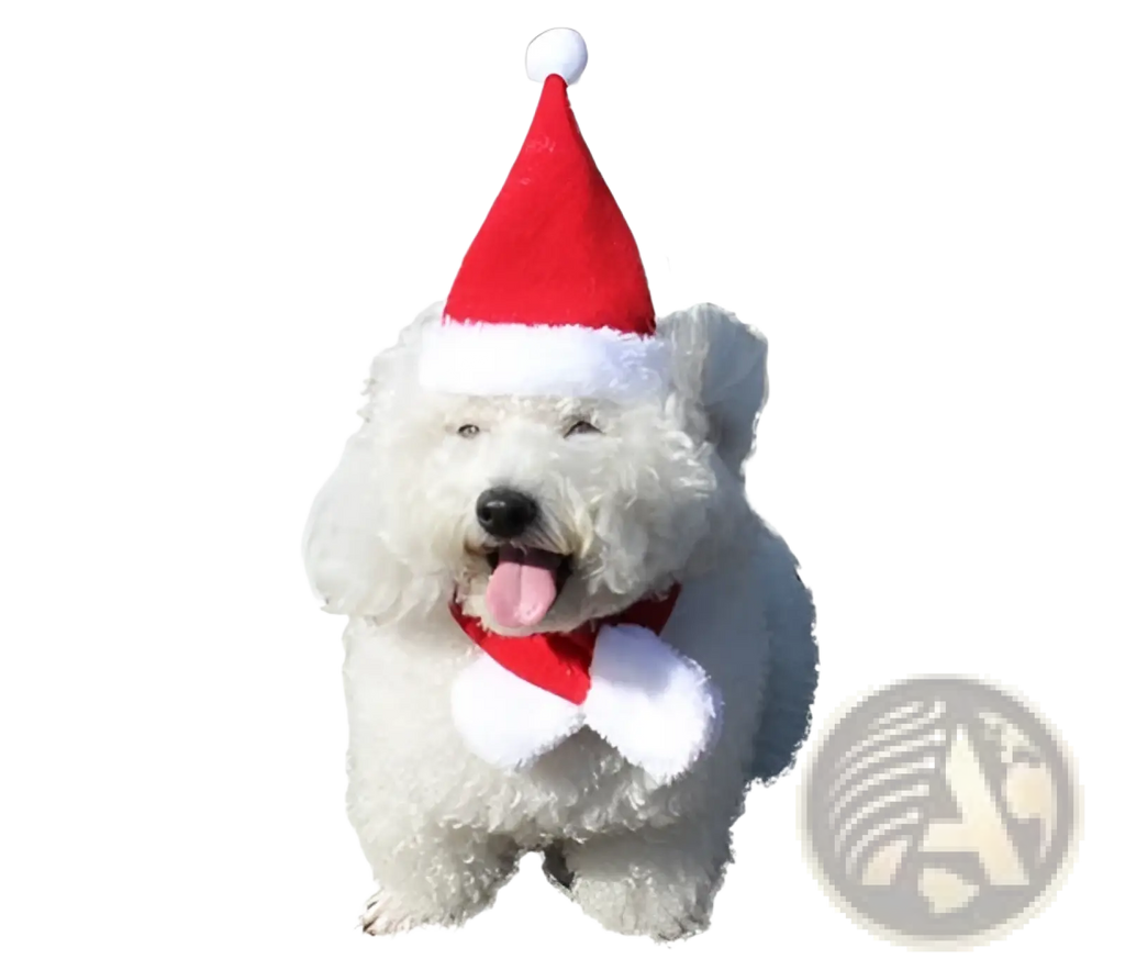 A fluffy white dog wearing a red and white pet reindeer antlers christmas hairband with matching santa hat and scarf
