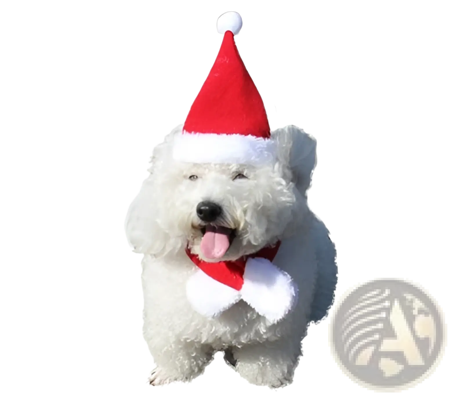 A fluffy white dog wearing a red and white pet reindeer antlers christmas hairband with matching santa hat and scarf