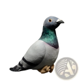 Pigeon plush toy 19cm with gray body, green iridescent neck, black wing stripes, and tan feet soft doll