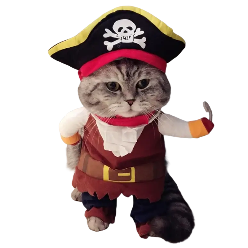 Gray tabby cat wearing a pirate dog costume with a black tricorn hat featuring a white skull and crossbones emblem