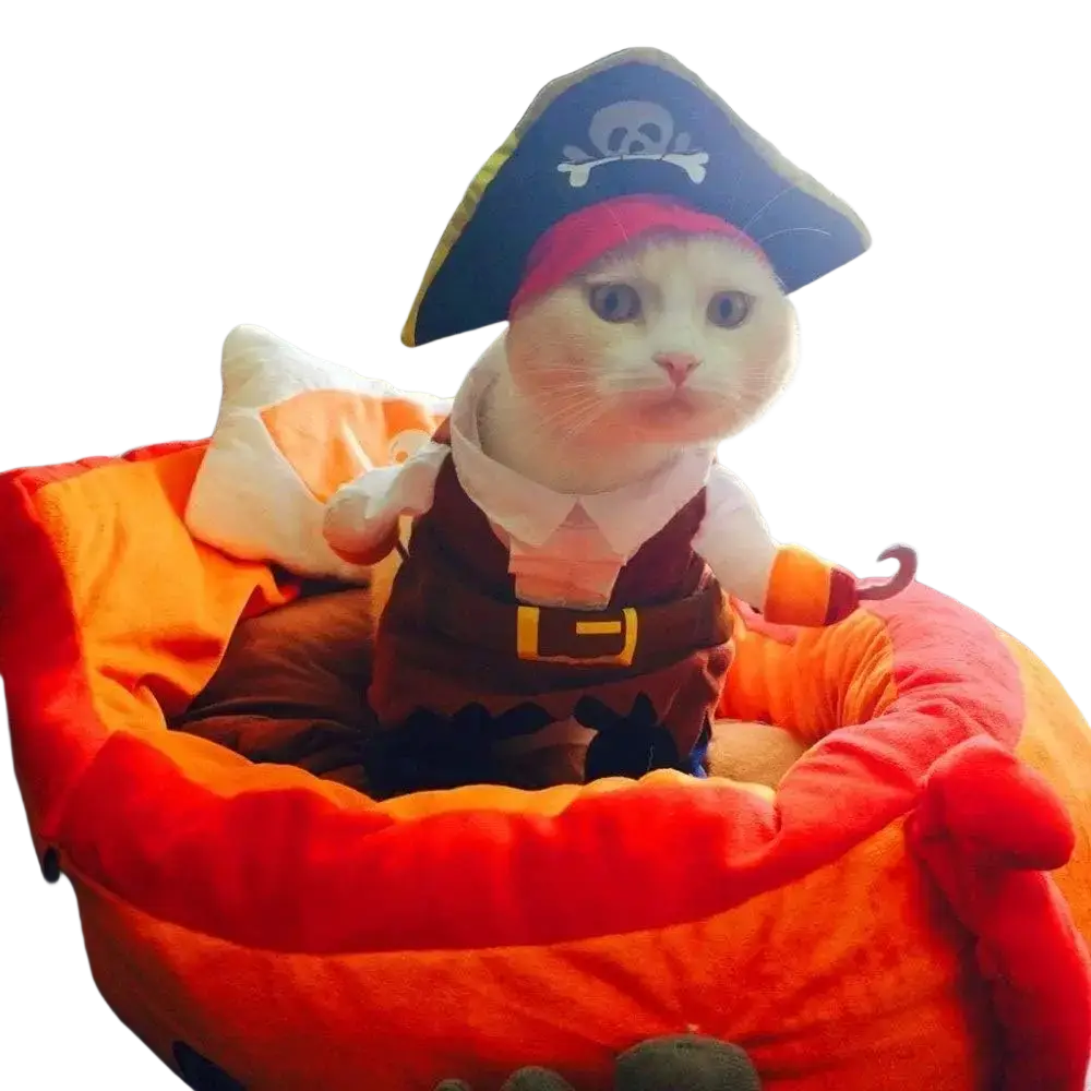A white cat wearing a pirate dog costume with black tricorn hat skull emblem brown vest and orange bandana