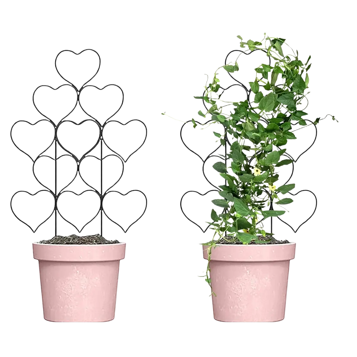 Black heart-shaped metal trellis in pink pot designed as plant support for climbing plants and plants accessories