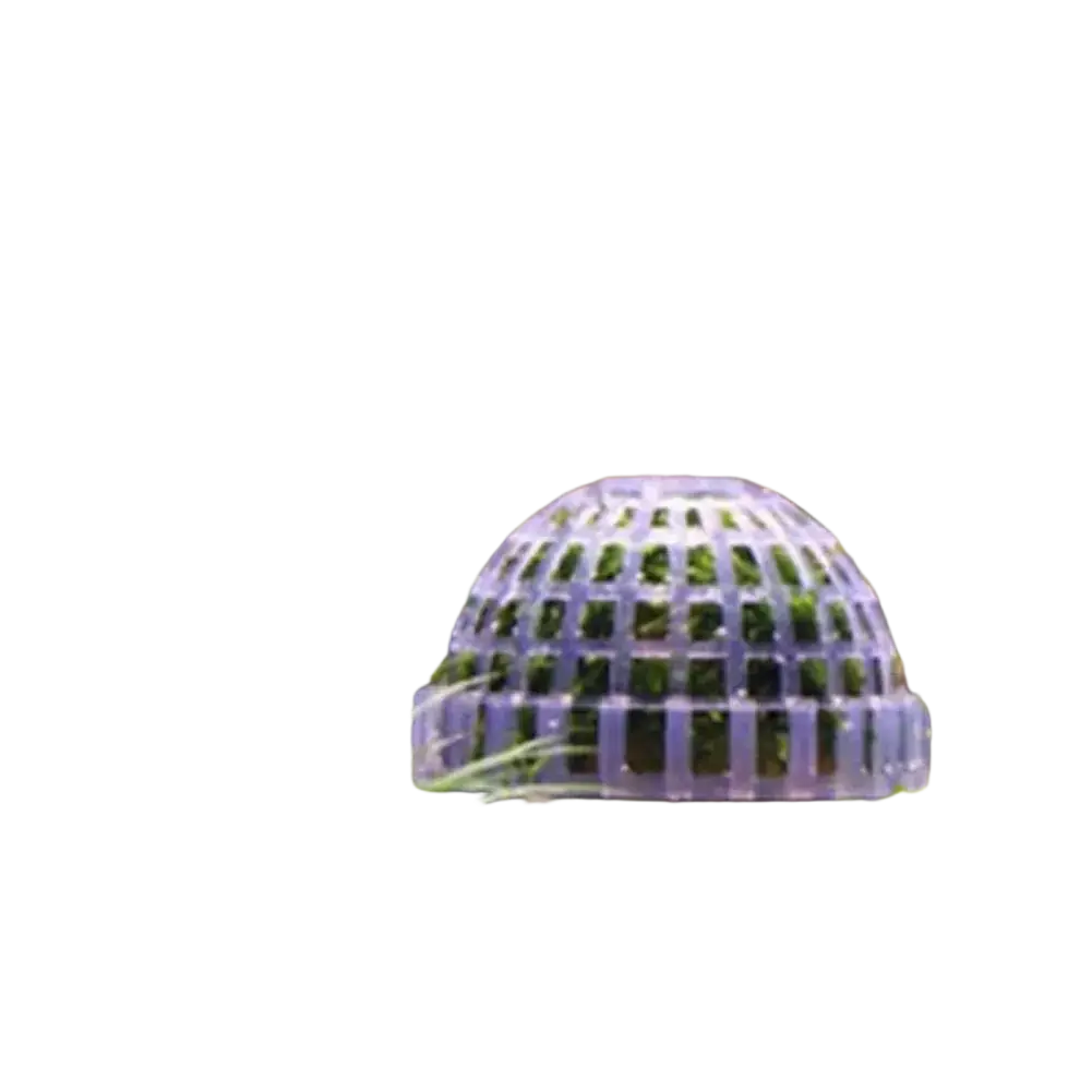 Translucent plastic aquarium moss ball holder and filter dome with grid-like pattern for aquatic use