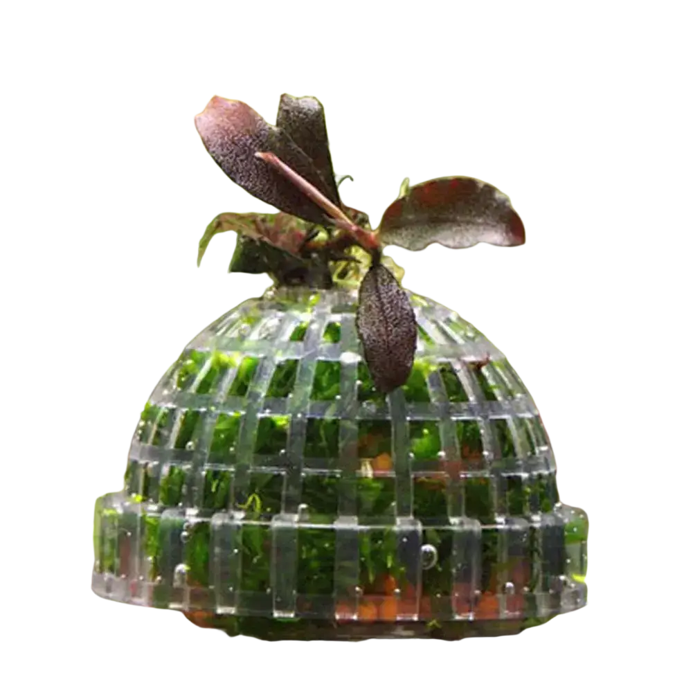 Transparent plastic aquarium moss ball holder and filter dome with grid pattern housing green aquatic plants and purple leaves