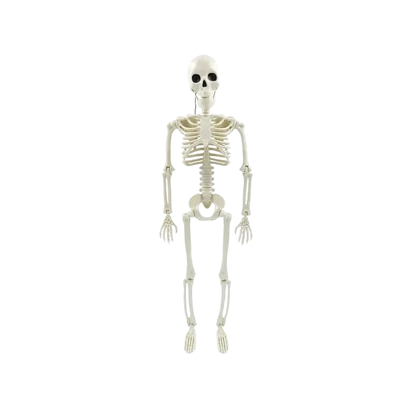 White plastic Halloween skeleton decoration toy 15.7 inches tall with articulated joints and detailed bone structure