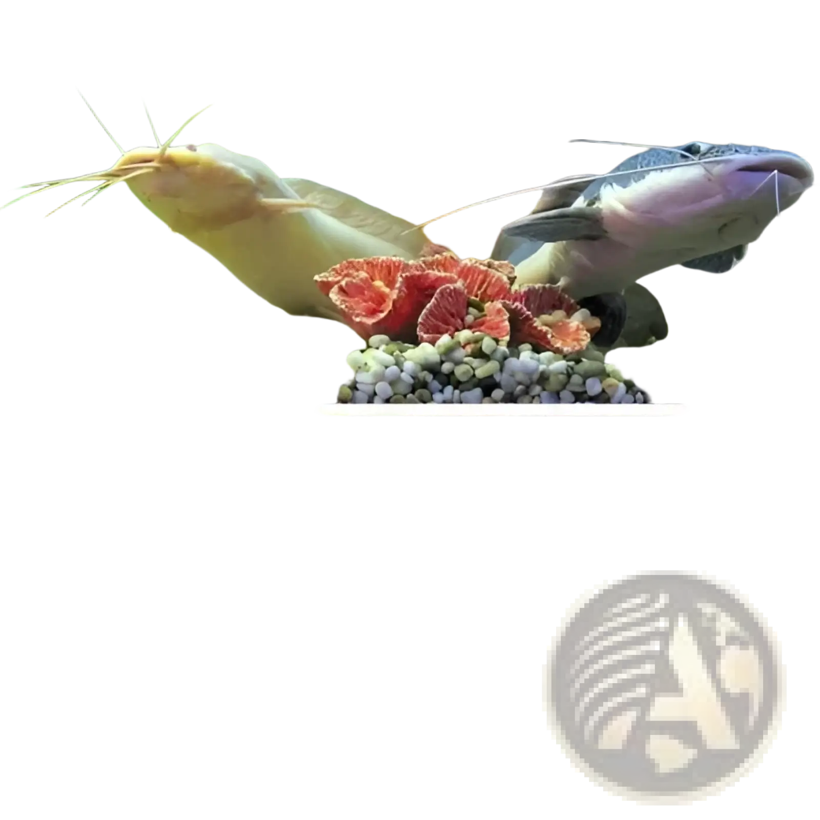 Polished river rocks 38lb large decorative stones displayed in two aquarium scenes with fish and aquatic plants