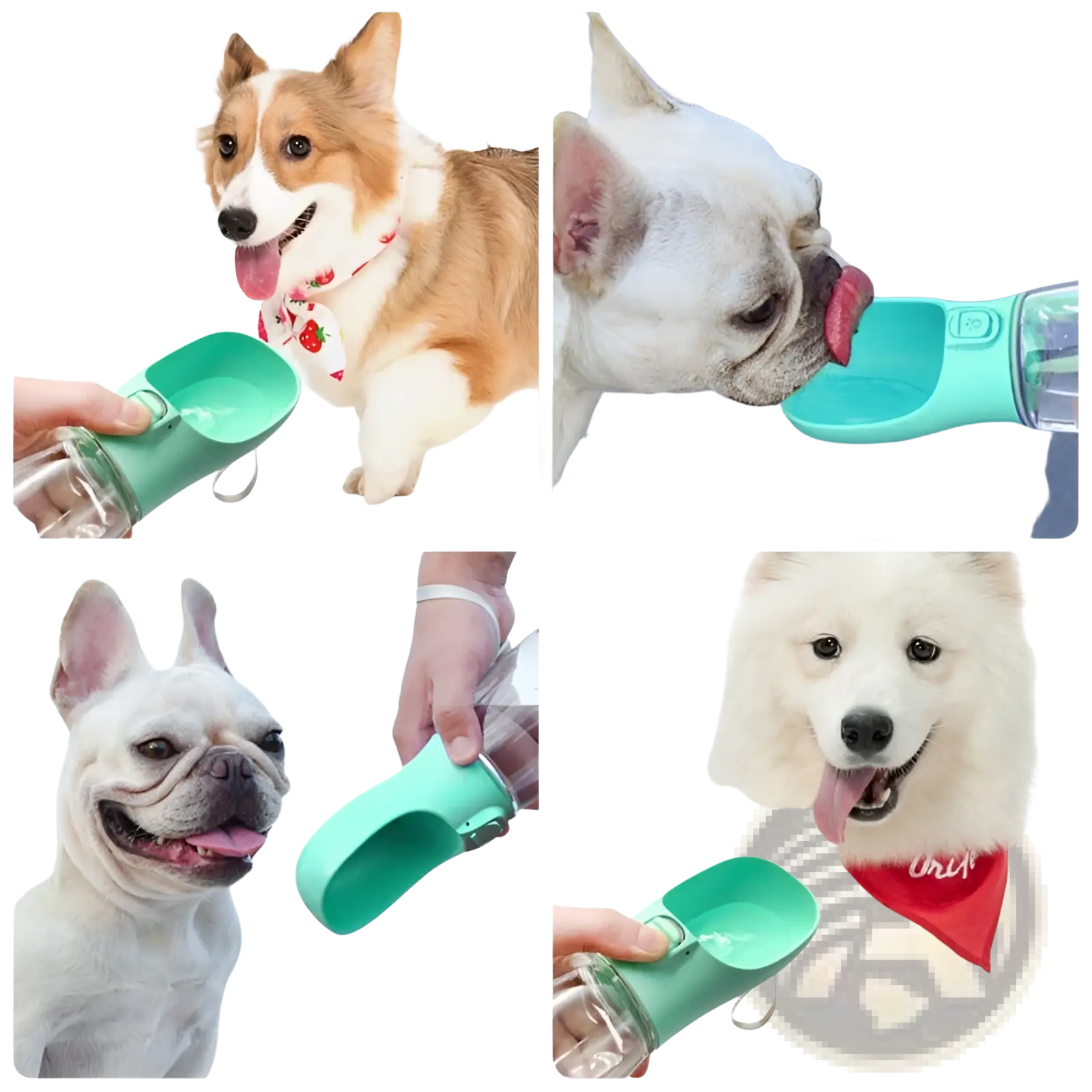 Portable dog water bottle and dispenser in teal with a wide spout and transparent reservoir for easy hydration