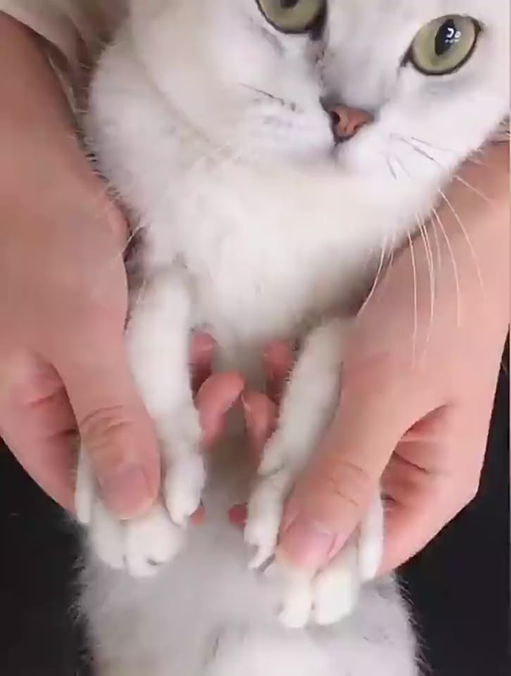 Led Pet Nail Scissors Cat Nail Clippers