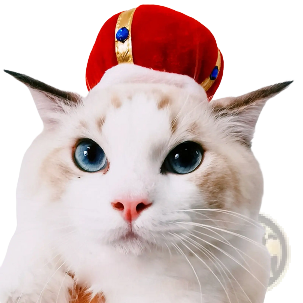 Red velvet crown with gold trim and blue gemstones for pumpkin cat hat warm pet costume headwear