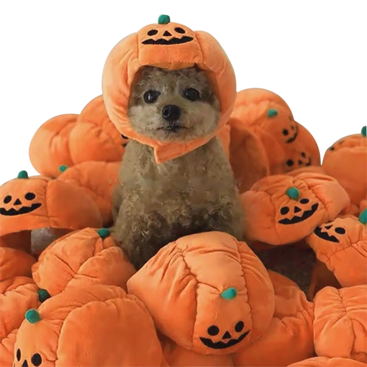 A fluffy dog wearing an orange plush pumpkin cat hat warm pet costume with stitched face and green stem headwear