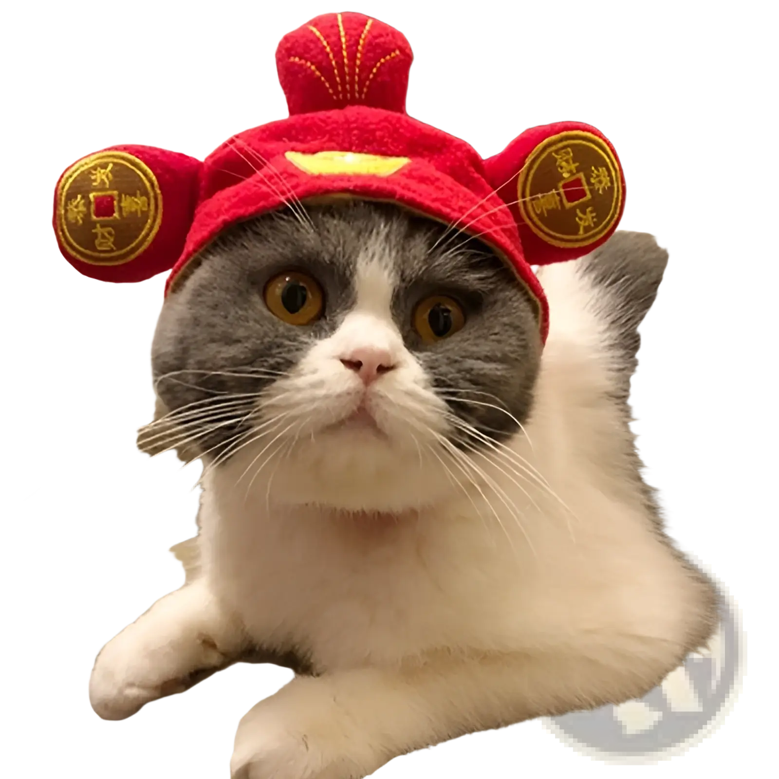 A fluffy gray and white cat wearing a red plush pumpkin cat hat with gold embroidered coins for warm pet costume headwear