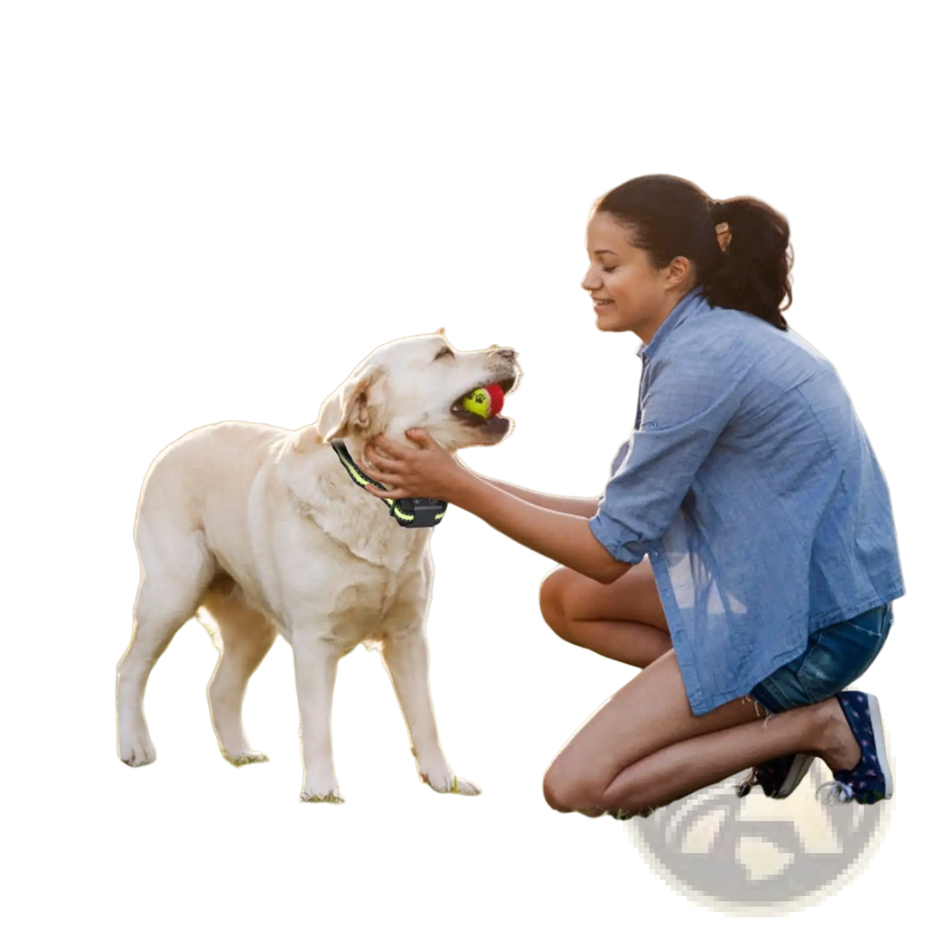 Yellow tennis ball in a golden retriever’s mouth illustrating use of a rechargeable smart dog bark collar with dual training modes